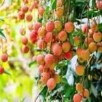 Kamagra 100 mg eczaneden satın alma