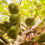 Kamagra jel hangi nerelerde satılıyor