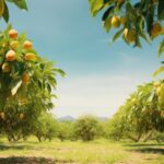 Vega 4 lü tablet sipariş vermek